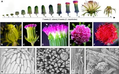 Species-Specific Variation in Abscisic Acid Homeostasis and Responses Impacts Important Traits in Crassocephalum Orphan Crops